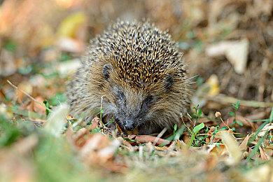 射箭攻关《箭箭剑》登陆steam免费发布 操作简单有趣